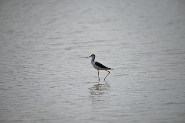 Black-winged stilt have long pink legs, breeding habitat of all these stilts is marshes, shallow lakes and ponds. Some populations are migratory and move to the ocean coasts in winter
