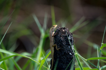 oriental garden lizard or eastern garden lizard in Thailand