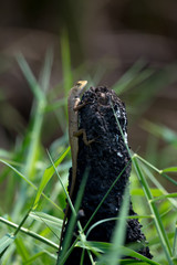 oriental garden lizard or eastern garden lizard in Thailand