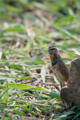 Obraz premium Male Bluethroats from Alaska, Bluethroat is one of the handful of birds that breed in North America and winter in Asia.