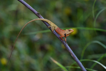 oriental garden lizard or eastern garden lizard in Thailand
