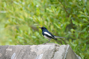 Oriental magpie-robin. They are distinctive black and white birds with a long tail that is held upright as they forage on the ground or perch conspicuously. they are common birds in urban gardens