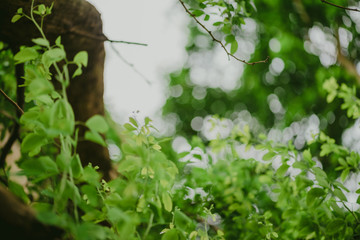 abstract,bokeh leaf pattern nature green background.