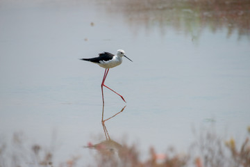 Black-winged stilt have long pink legs, breeding habitat of all these stilts is marshes, shallow lakes and ponds. 
