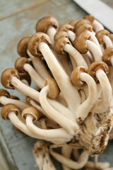 fresh uncooked mushrooms