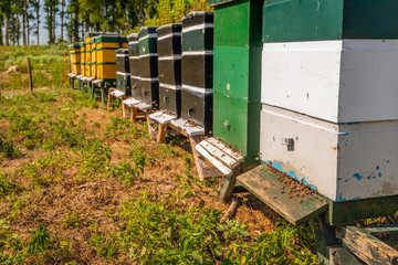 Bee hives up close
