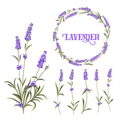 Set of lavender flowers elements. Botanical illustration. Collection of lavender flowers on a white background. Lavender hand drawn. Lavender flowers isolated on white background.