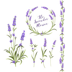 Set of lavender flowers elements. Collection of lavender wreaths, bouquets and branches on a white background. Vector Botanical illustration bundle. © Kotkoa