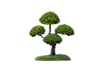 Bonsai tree isolated on white background