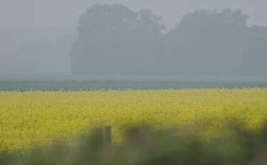 Rapsfeld im Morgennebel