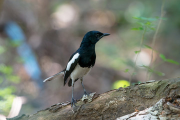 Oriental magpie-robin. They are distinctive black and white birds with a long tail that is held upright as they forage on the ground or perch conspicuously. they are common birds in urban gardens