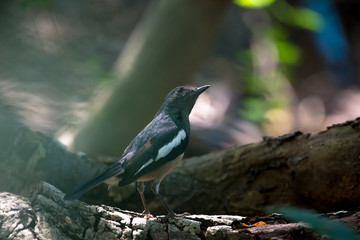 Oriental magpie-robin. They are distinctive black and white birds with a long tail that is held upright as they forage on the ground or perch conspicuously. they are common birds in urban gardens
