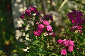 Flowers Phloxes with green leaves in the garden