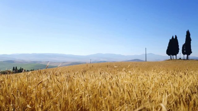 Tuscany rolling hills; Italy countryside landscape with Tuscany farm land;  Summer Agricultural Landscape Of ripe wheat Field. 