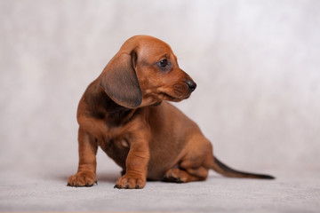 cute puppy dachshunds on a gray background in the Studio red color