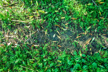 Green grass carving leaf background