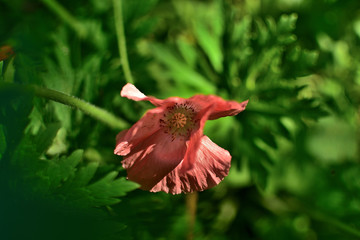 Flower of the pink Poppy Papaver somniferum L. in the garden