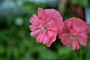 Flowers of the Pink Poppy Papaver somniferum L. in the Garden