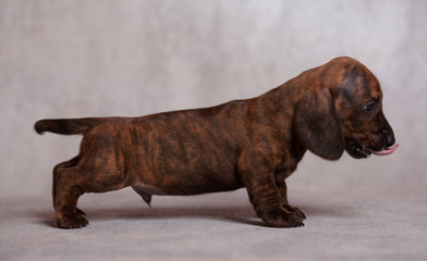 Obraz premium cute puppy Dachshund on a gray background in the Studio tiger color