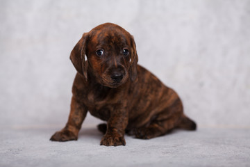 cute puppy Dachshund on a gray background in the Studio tiger color