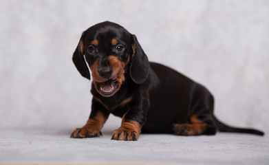 cute puppy Dachshund on grey background in Studio smiling