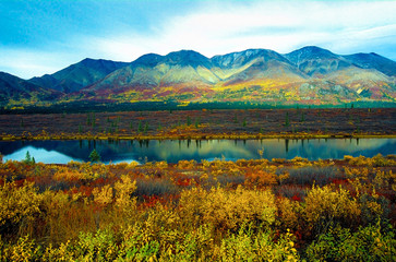 Scenic view of fall foliage (indian summer) in Alaska, USA. - obrazy, fototapety, plakaty