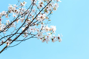Beautiful blossoming tree on sky background
