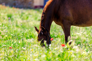 Black Horse grazing in spring in the meadow