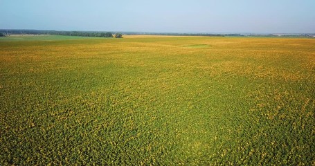 Aerial view of flowering  sunflowers field.

