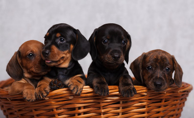 lots of cute Dachshund puppies on grey background in Studio isolated in basket