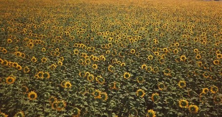 Aerial view of flowering  sunflowers field.
