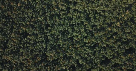 Aerial view of flowering  sunflowers field.
