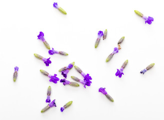 Bouquet of flowers and lavender seeds on white background, isolated.