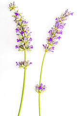 Bouquet of flowers and lavender seeds on white background, isolated.