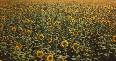 Aerial view of flowering  sunflowers field.
