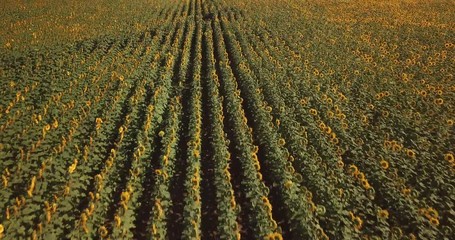 Aerial view of flowering  sunflowers field.
