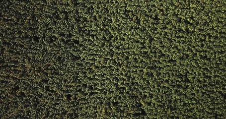 Aerial view of flowering  sunflowers field.
