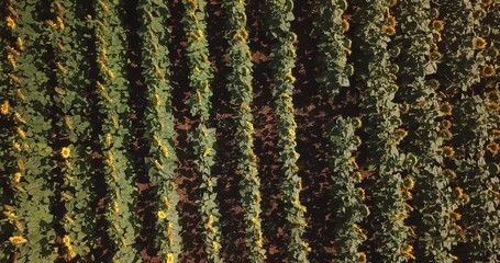 Aerial view of flowering  sunflowers field.
