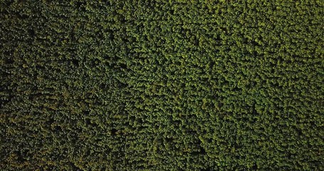 Aerial view of flowering  sunflowers field.
