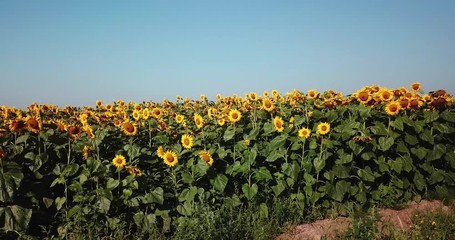 Aerial view of flowering  sunflowers field.
