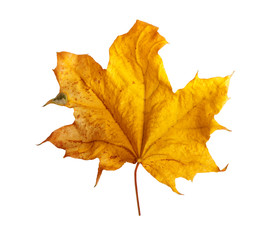 Autumn maple branch with leaves  isolated on background