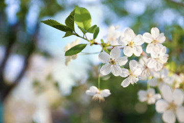 Beautiful blossoming tree outdoors, closeup