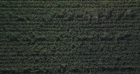 Aerial view of the field of corn.
