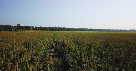 Aerial view of the field of corn.
