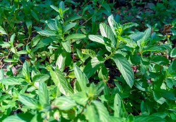 Mint leaves background.
