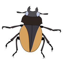 vector, isolated, insect, beetle