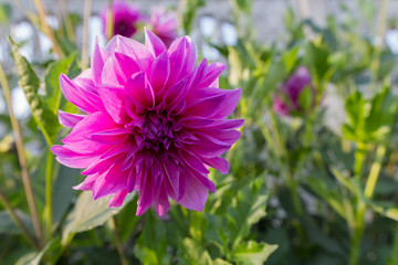 Obraz premium Dahlia flowers in a flowerbed on a background of green grass close-up with copy space