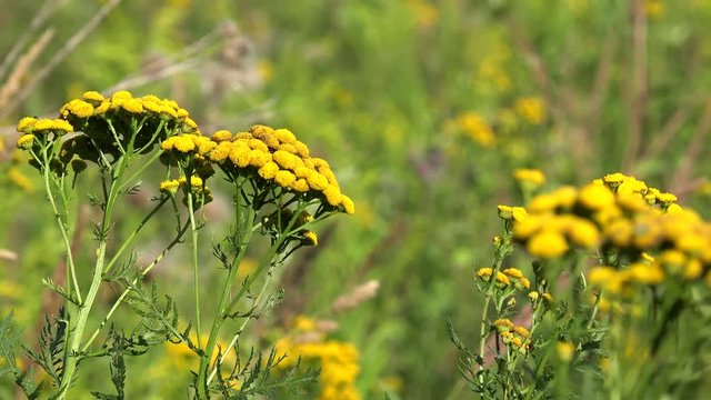 Tansy  (Tanacetum vulgare) yellow flowers.