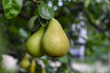 Ripe green pear on the branch. Organic pears grow in orchards
