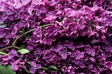 Beautiful blossoming lilac as background